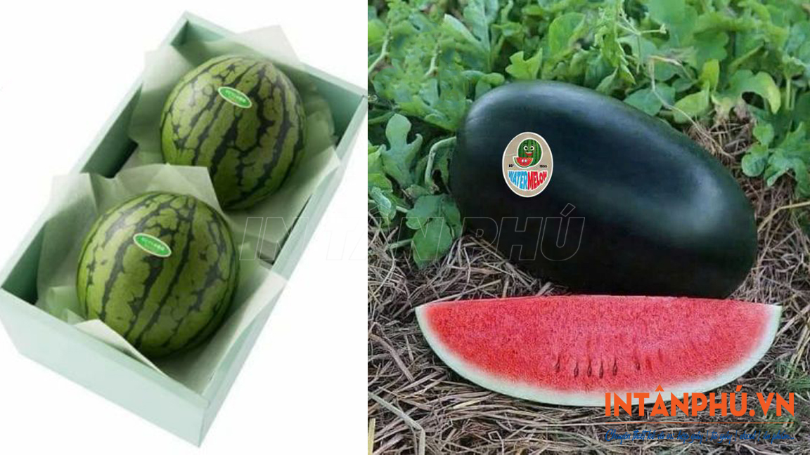 Mẫu tem dán dưa hấu đẹp